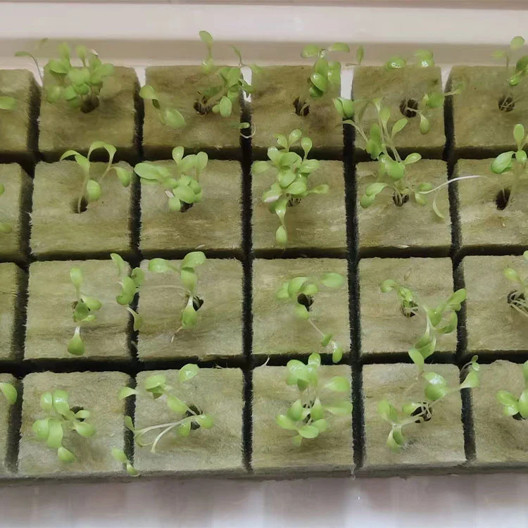 How Does Water Usage Efficiency Differ Between Soilless and Soil-Based Greenhouse Vegetable Growing