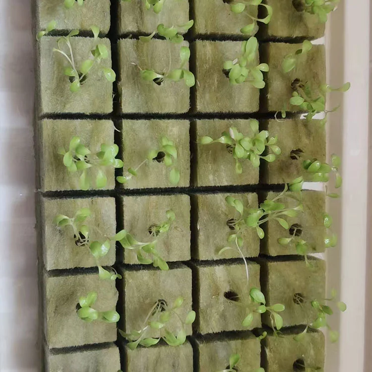 How often should you replace premium sphagnum moss used as a primary grow medium