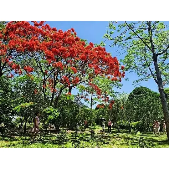 How Much Sun Does a Potted Royal Poinciana Tree Need