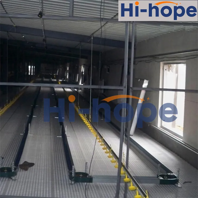 24 Holes Breeder Farm Layer Egg Collecting Nest with Automatic System