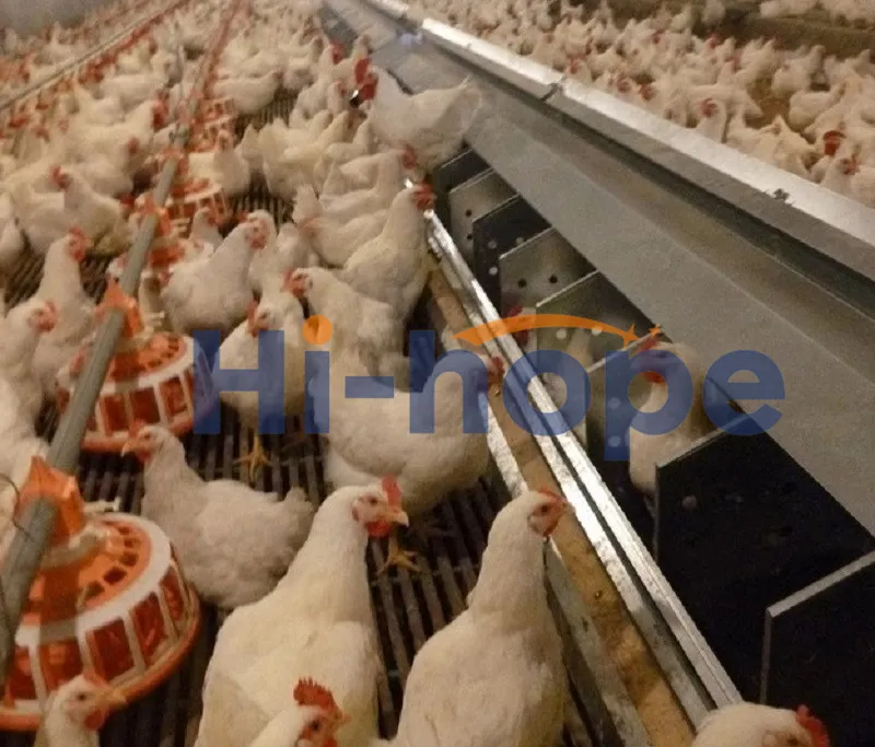 24 Holes Breeder Farm Layer Egg Collecting Nest with Automatic System