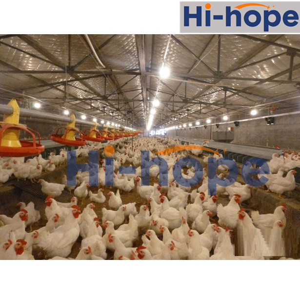 24 Holes Breeder Farm Layer Egg Collecting Nest with Automatic System