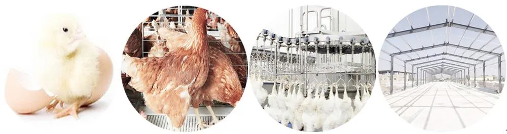 300bph to 10000bph Halal Poultry Automatic Chicken Slaughtering Machine