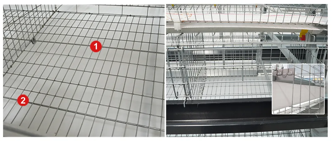 A Type Automatic Battery Chicken layer Cage and chicken broiler cage