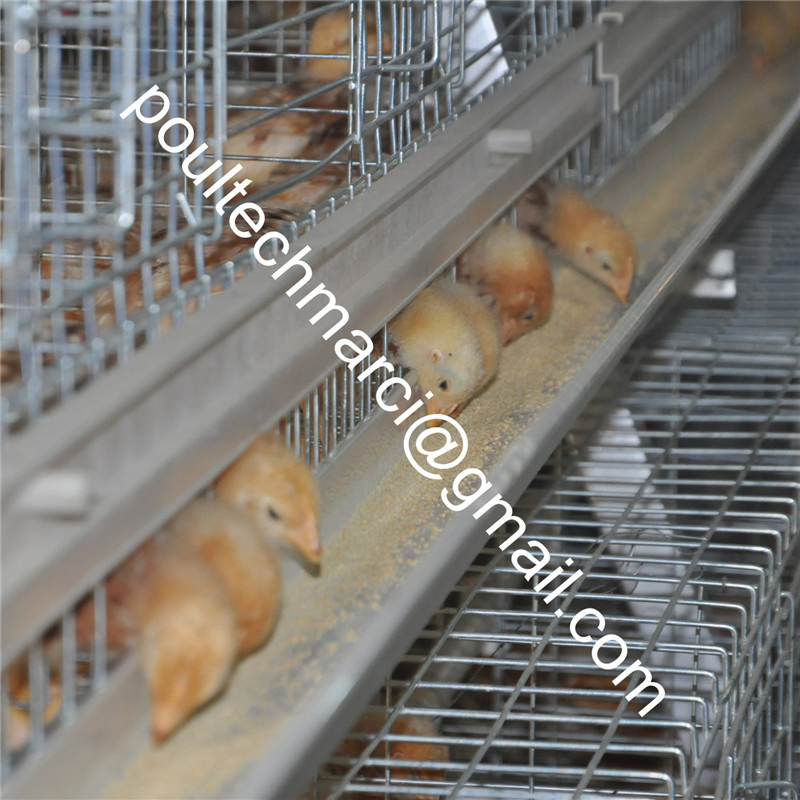 a-Type Automatic Pullet Cage for Baby Chicken