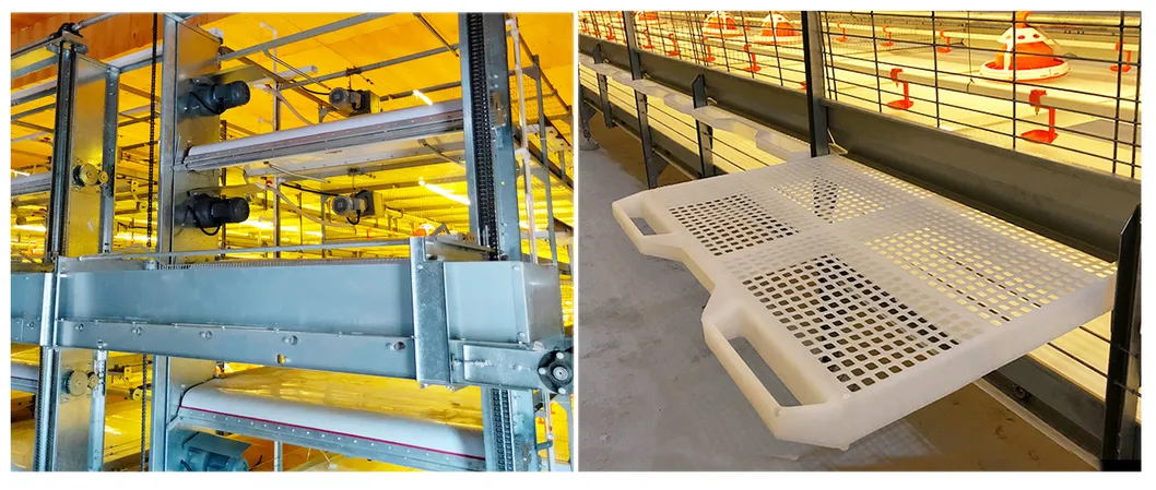 Automatic Broiler Chicken Cage for Layer Poultry