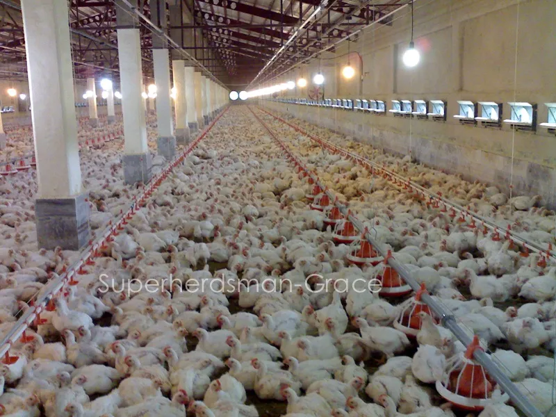 Automatic Chicken Feeders for Broiler Production