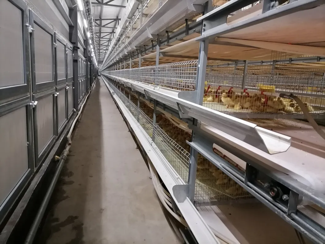 Bch001-Steel Structure Poultry House Integrated Auto- Breeding Equipment Farm, Saving Two Container Ocean Freight