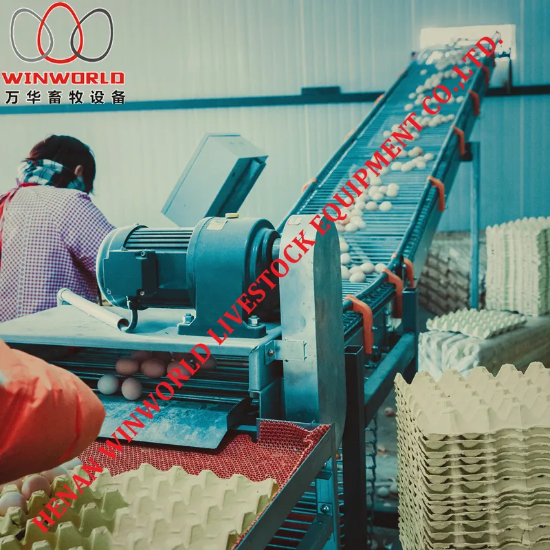 Best Sale Automatic Chicken House Design for Layers Poultry Farm