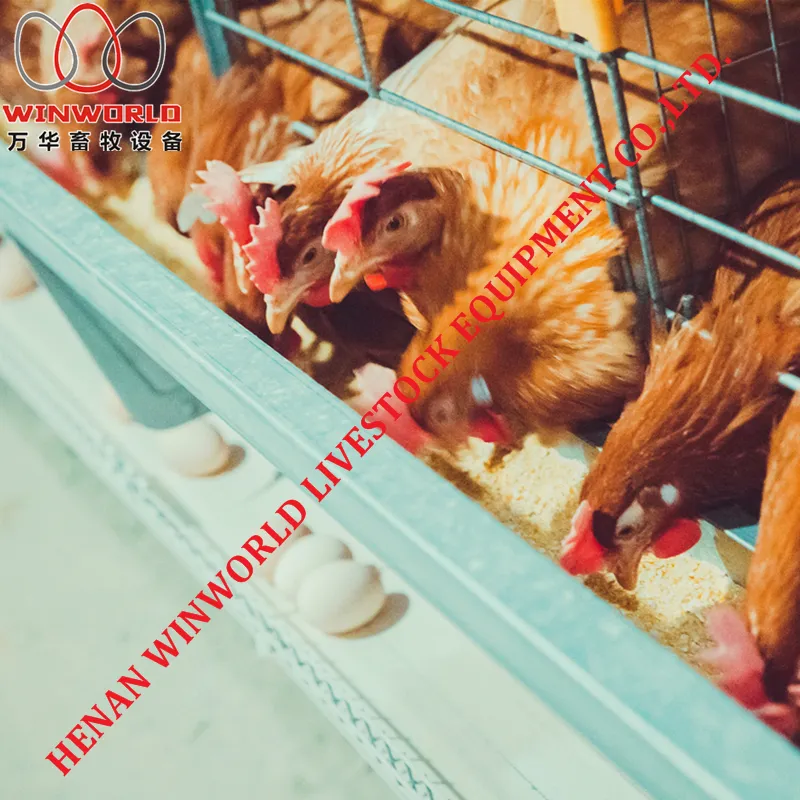 Best Sale Automatic Chicken House Design for Layers Poultry Farm