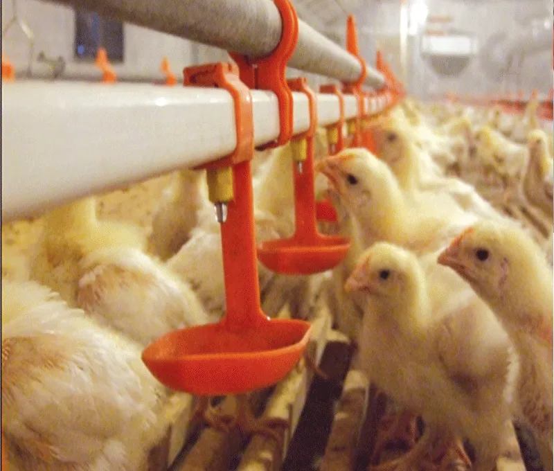 Chicken Farm Equipment Automatic for Chicken House Poultry Farm Livestock