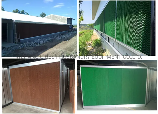 Completely Automatic Used Poultry House Chicken Farming Equipment for Sale