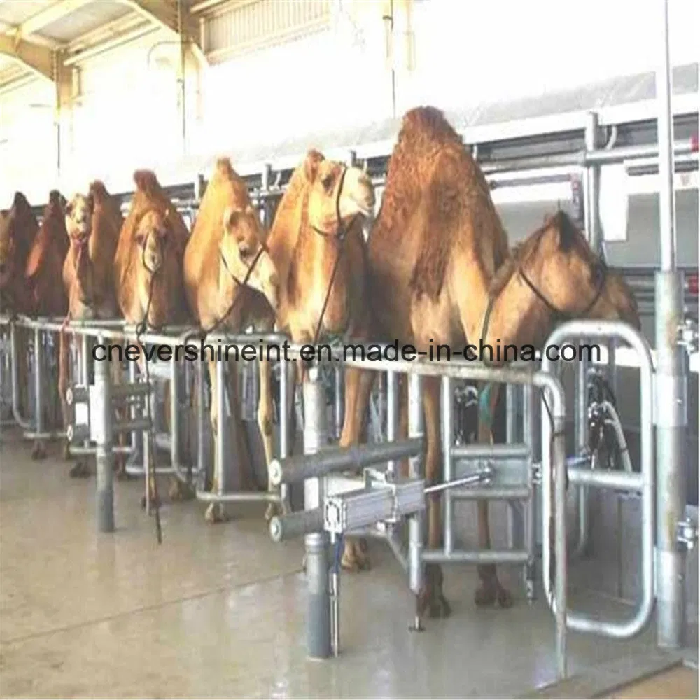 Customized Dependable Farm Machinery Parallel Camel Milking Parlor Manufacturer