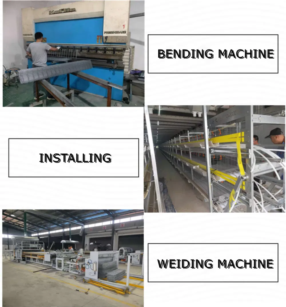 Dar Es Salaam Tanzania Poultry Farm Chicken Layers Battery Cages