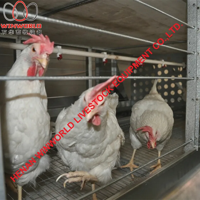 Ethiopia Poultry Farming H Type Male Female Breeder Chicken Cages with 140 Birds with Automatic Feed Machine