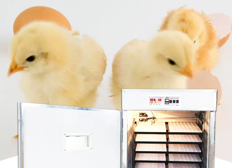 Goose Mini Poultry Egg Incubation Incubator Equipment Small