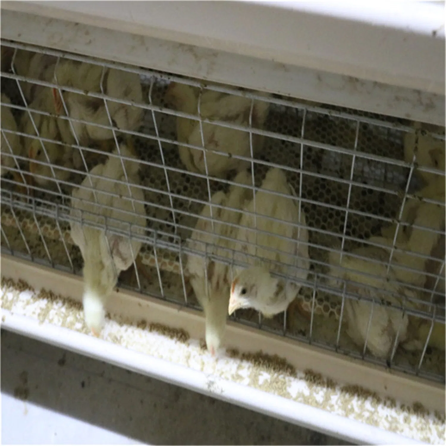 H Type Automatic Battery Day Old Layer Chicken Cages Poultry Breeding Equipment