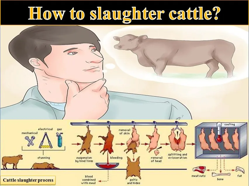 Halal Slaughter of Pigs, Cattle, Sheep and Poultry