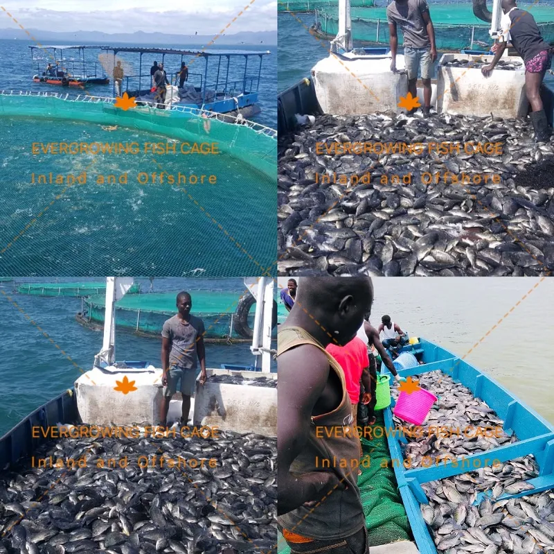 HDPE Net Cage Lake Lagoon Inland Farming Bream Single Circular Aquaculture Fish Cage