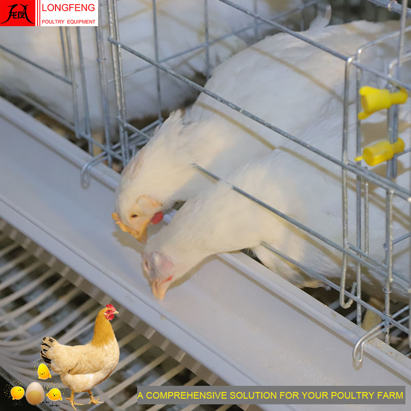 High Quality and High Density Fogging and Doser Longfeng Poultry Equipment with on-Site Installation