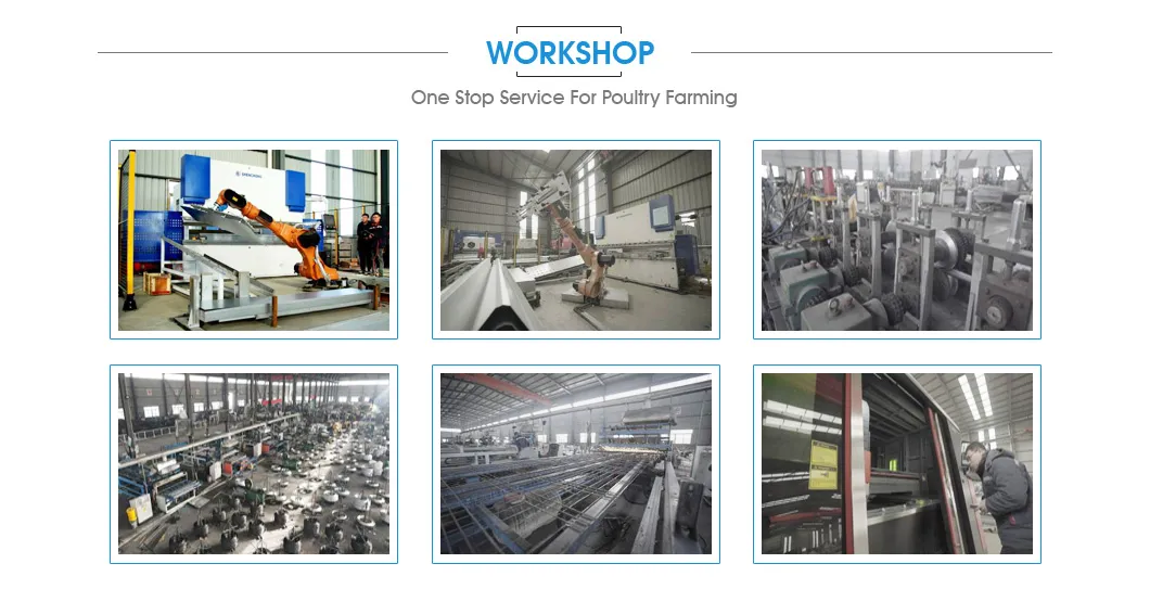 High Quality and High Density Fogging and Doser Longfeng Poultry Equipment with on-Site Installation