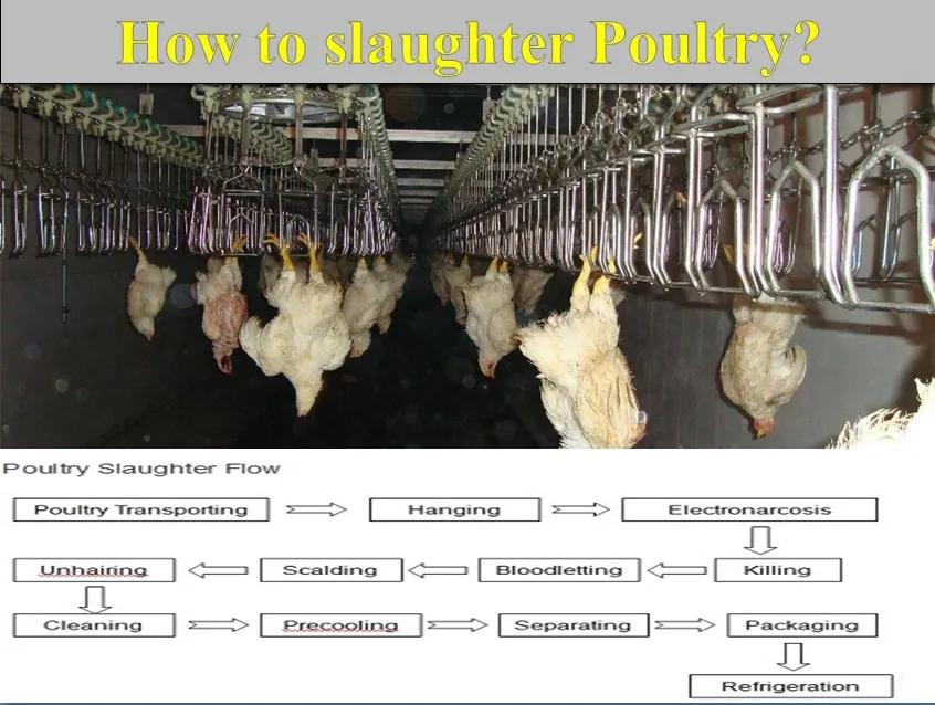 High Quality Poultry Plucker for Sale