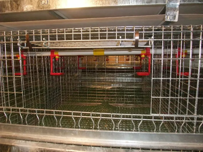 High Quality Stainless Steel Chicken Drinker for Poultry Farm