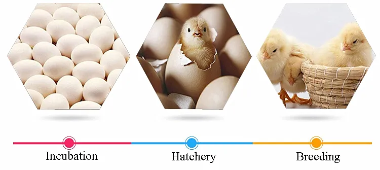 Hl Automatic Chicken Egg Incubator Solar Egg Incubator for 5280 Eggs