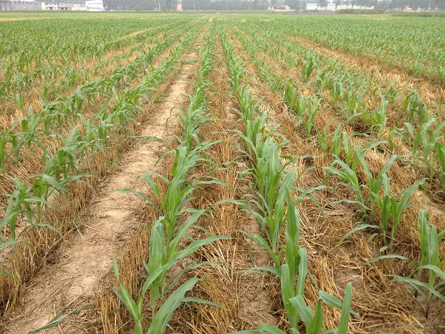 Hot Sale Wheat Seed Planter