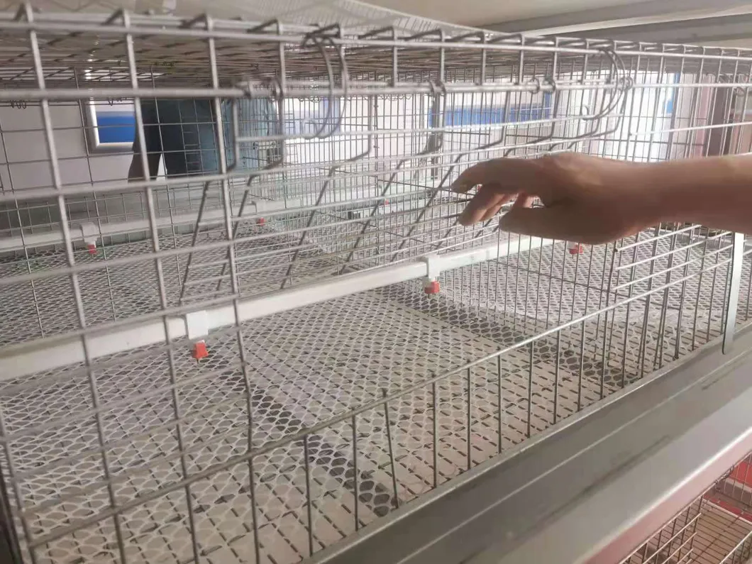 Layer Cage New Design Cage Hot Galvanized Cage Wiremeshes Cage