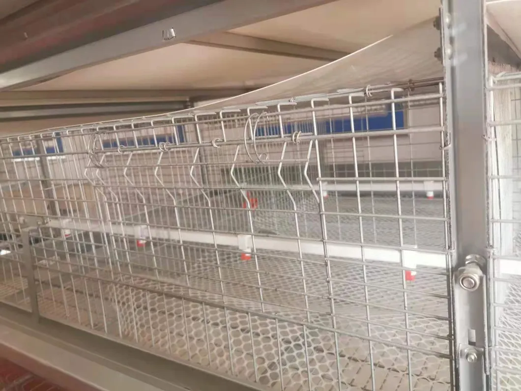 Layer Cage New Design Cage Hot Galvanized Cage Wiremeshes Cage