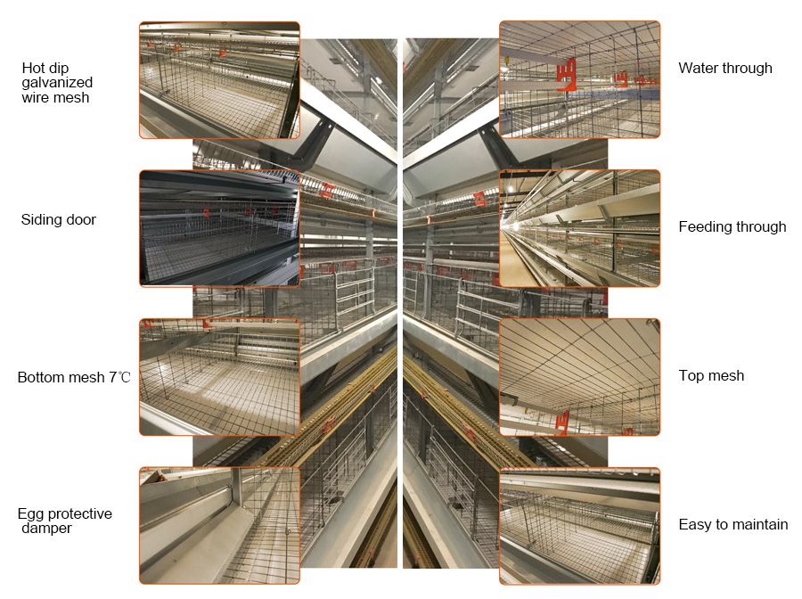 Livestock and Breed Animal Poultry Farm Equipment