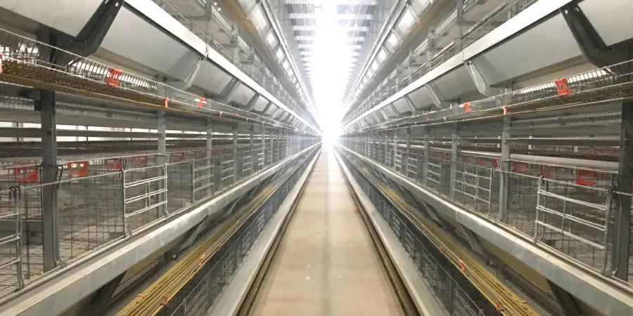 Livestock and Breed Animal Poultry Farming Equipment