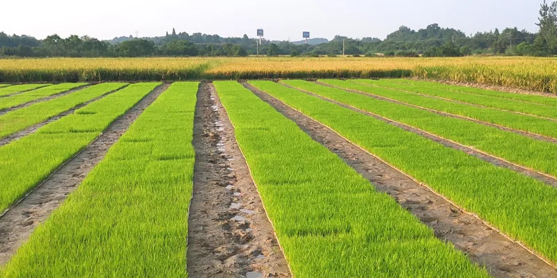 Low Cost Seedling Planting Agriculture Machinery for Multi Variety Rice