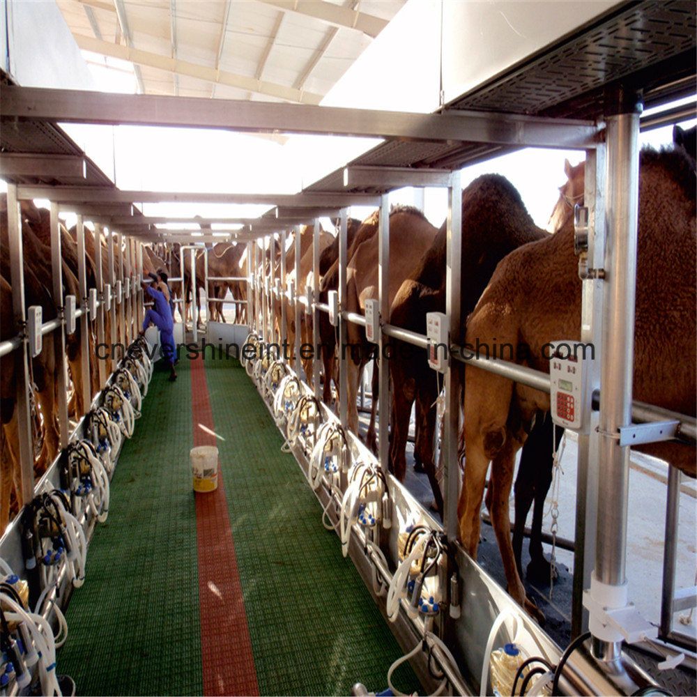 Milking Parlor for Dairy Equipment Camel Milking Machine 24 Seats