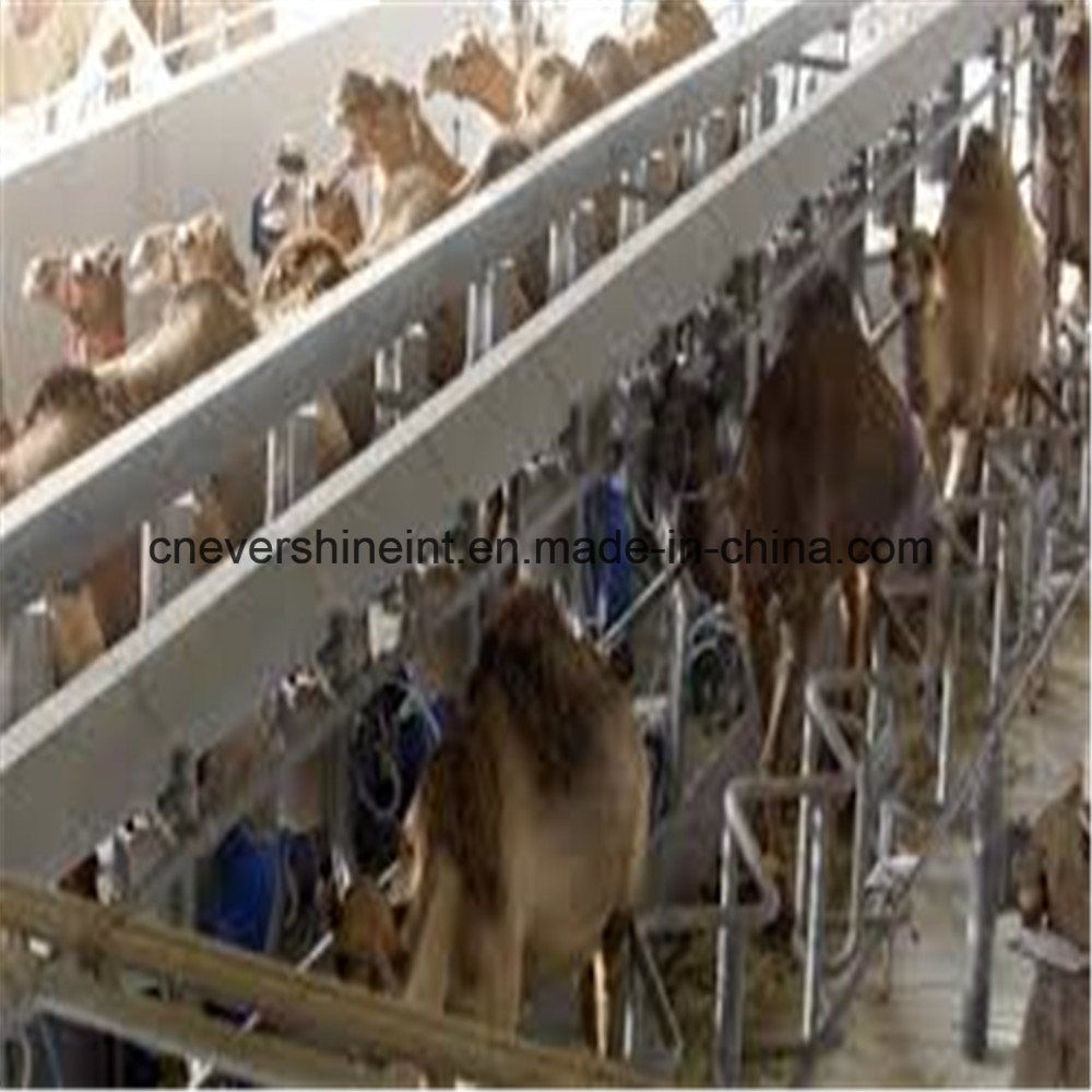 Milking Parlor for Dairy Equipment Camel Milking Machine 24 Seats