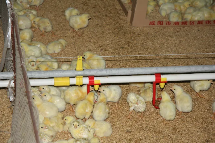 Nipple Drinker Watering Line System for Chicken/Broiler/Layer/Duck