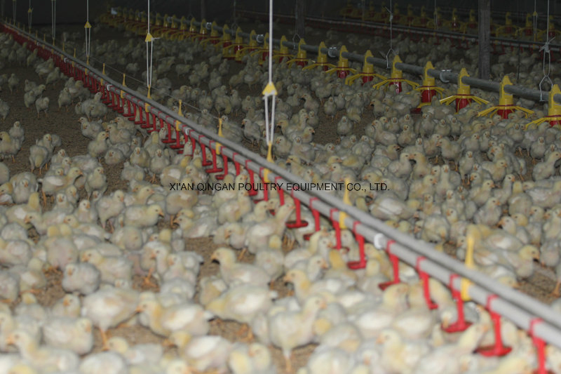 Nipple Drinker Watering Line System for Chicken/Broiler/Layer/Duck
