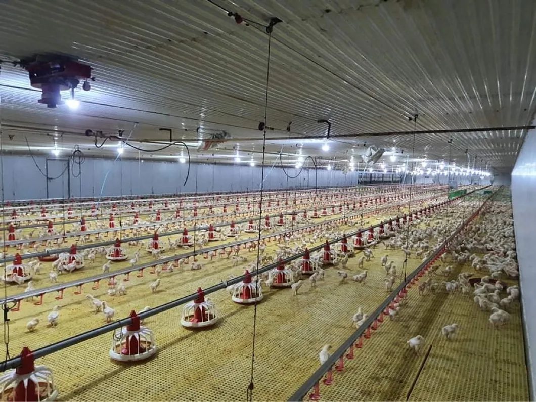 Pan Feeder for Feeding Equipment Chicken Feeding Pan Feeding Lines for Poultry Farm