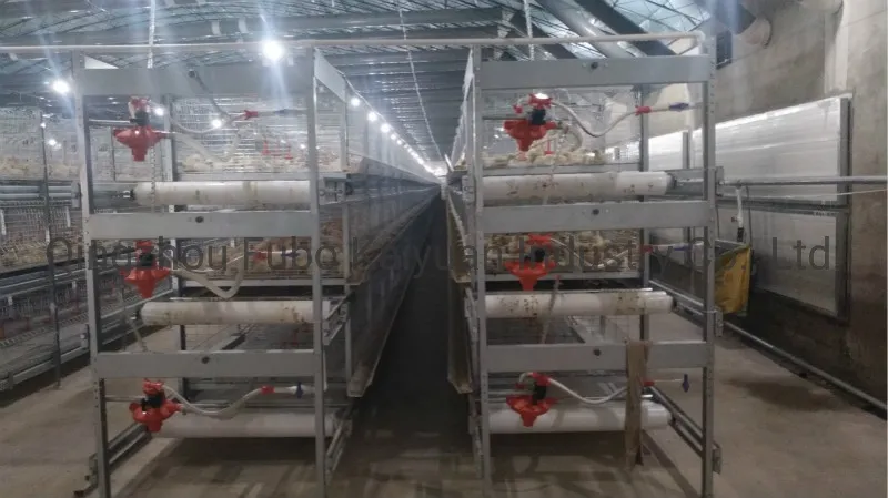 Poultry Cage System/Poultry Farm Equipment for Broiler /Layer/Chicken