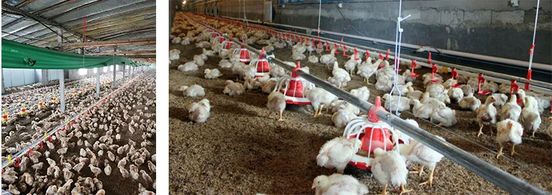 Poutlry Farm Equipment Automatic Chicken Broiler Feeding Pan System