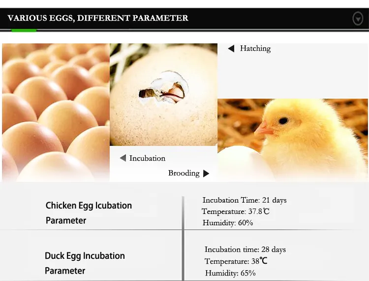 Smart Chicken Egg Incubator Hatching Equipment Machine Tanzania