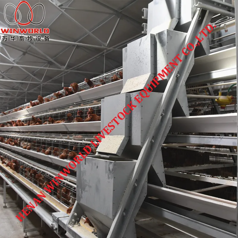 Uganda Poultry Farm Project A Frame Chicken Layer Cage with Automatic Chicken Manure Removal Machine