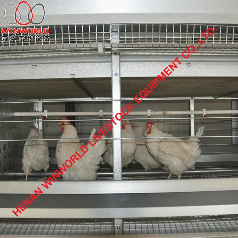 Zimbabwe Full Automatic H Frame Layer Breeder Chicken Cage Equipment for Poultry Farm