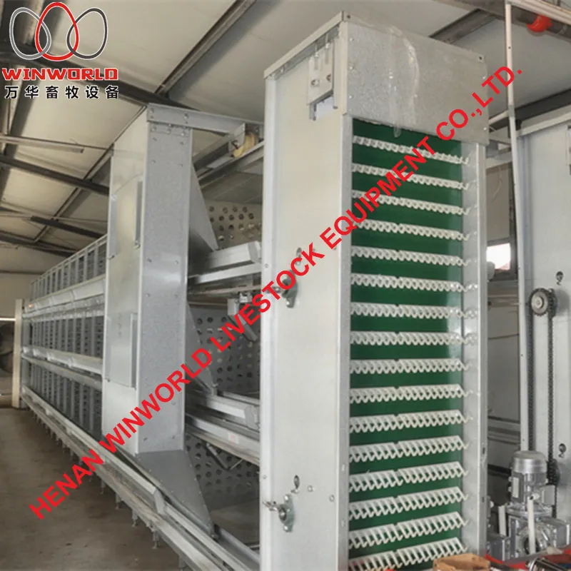Zimbabwe Full Automatic H Frame Layer Breeder Chicken Cage Equipment for Poultry Farm