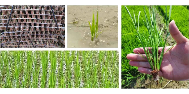 Zoomlion 13 Row Rice Seedlings Throwing Planter