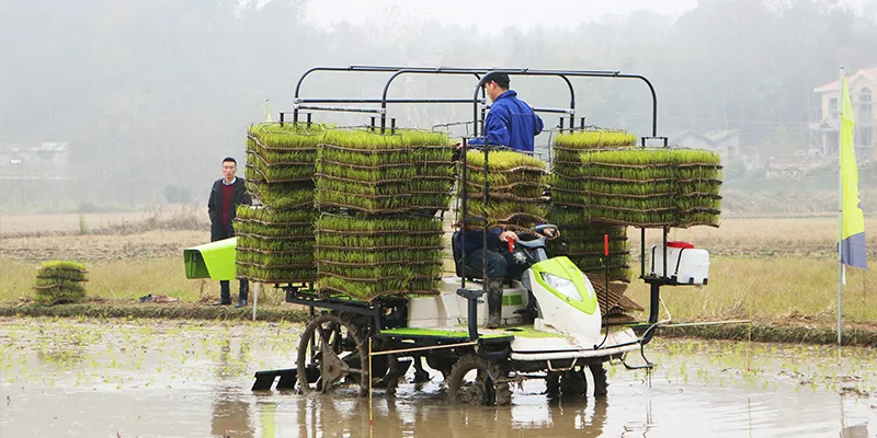 Zoomlion 13 Row Rice Seedlings Throwing Planter